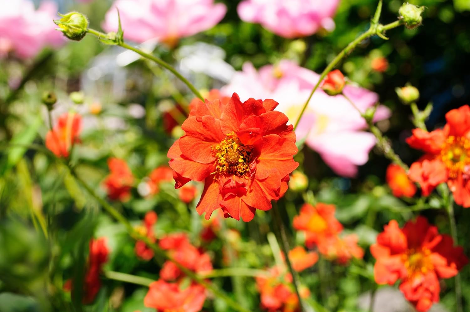 Geum chiloense 'Mrs Bradshaw' / Roter Chilenische Nelkenwurz - Stauden Gaenge