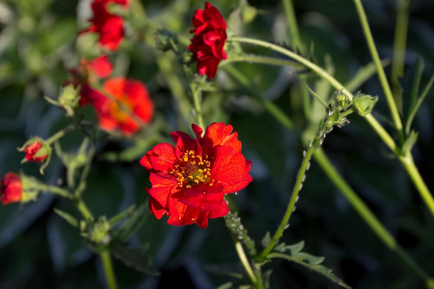 Geum chiloense 'Mrs Bradshaw' / Roter Chilenische Nelkenwurz - Stauden Gaenge