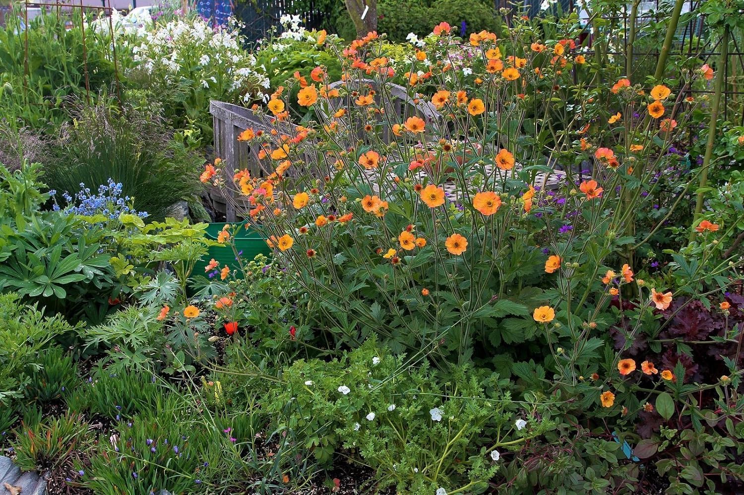 Geum chiloense 'Totally Tangerine' / Oranger Chilenische Nelkenwurz - Stauden Gaenge