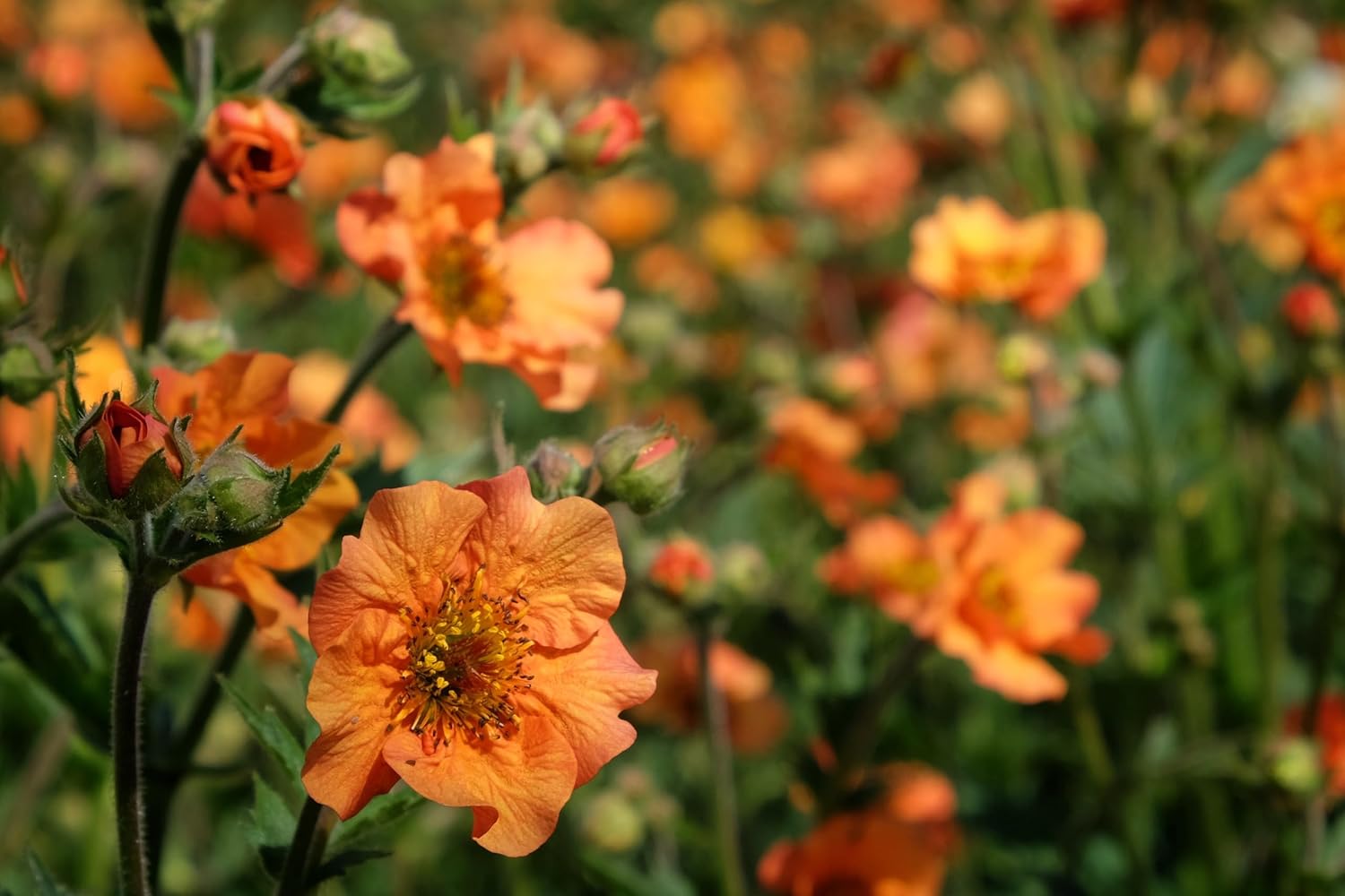 Geum chiloense 'Totally Tangerine' / Oranger Chilenische Nelkenwurz - Stauden Gaenge