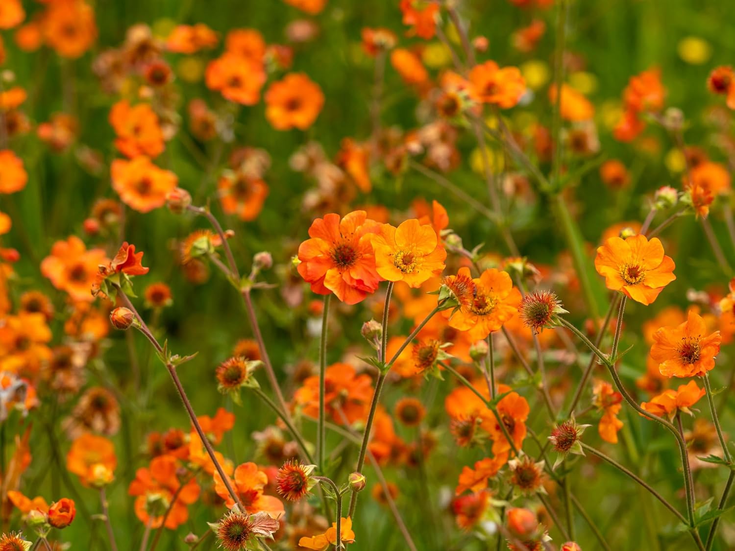 Geum chiloense 'Totally Tangerine' / Oranger Chilenische Nelkenwurz - Stauden Gaenge