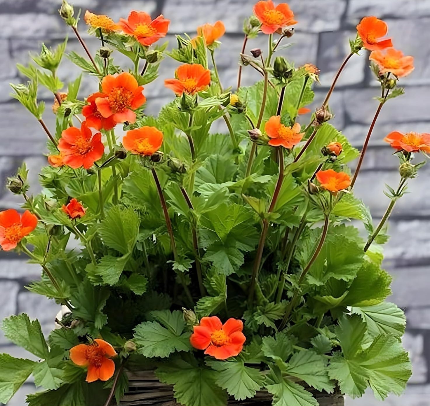 Geum coccineum ‚Koi' / Orangerotblühender Nelkenwurz - Stauden Gaenge