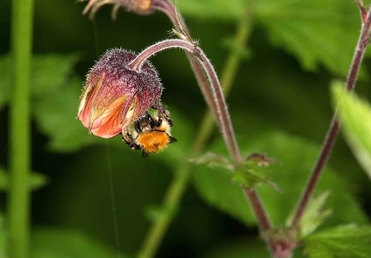 Geum rivale / Bach Nelkenwurz - Stauden Gaenge