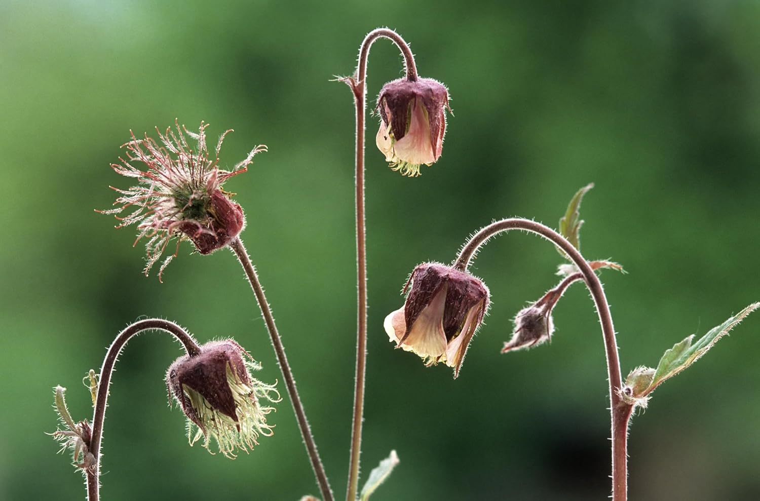Geum rivale / Bach Nelkenwurz - Stauden Gaenge