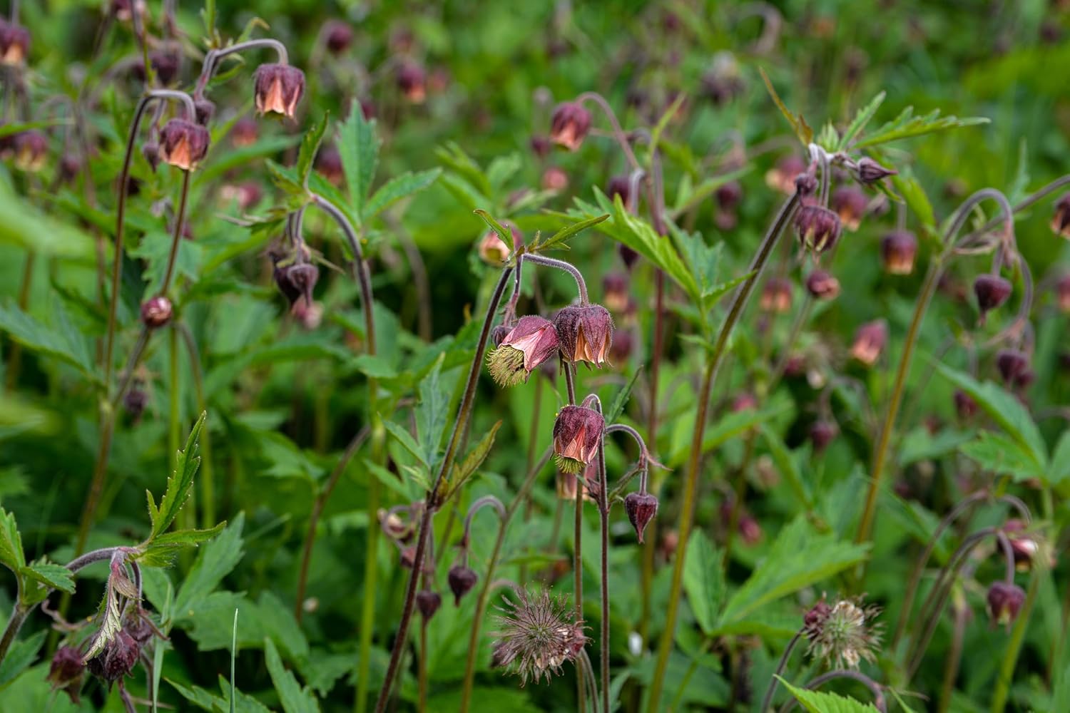 Geum rivale / Bach Nelkenwurz - Stauden Gaenge