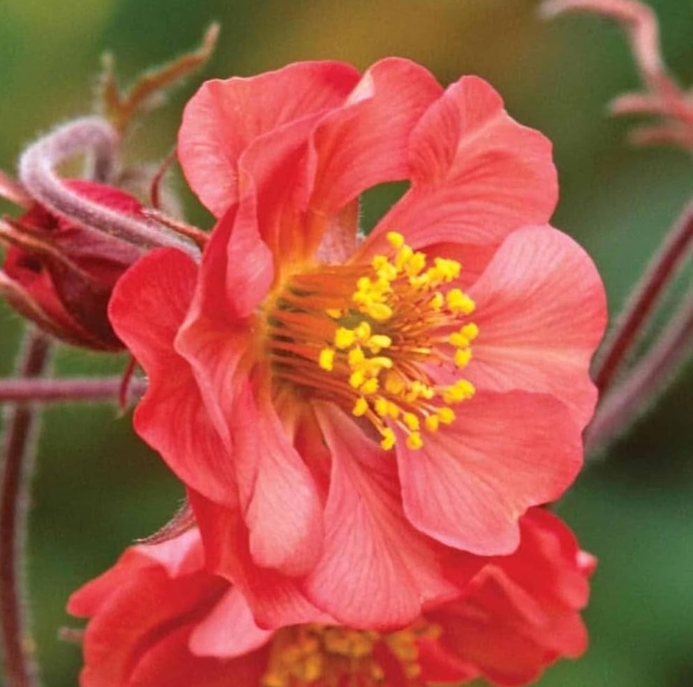 Geum rivale 'Flames of Passion‘ / feuerroter Bach Nelkenwurz - Stauden Gaenge