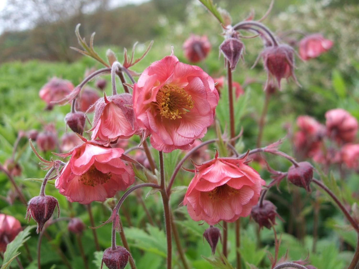 Geum rivale 'Flames of Passion‘ / feuerroter Bach Nelkenwurz - Stauden Gaenge