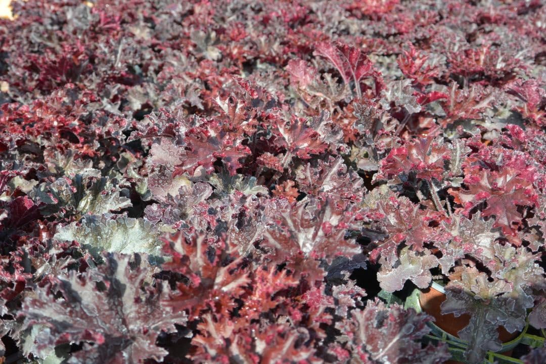 Heuchera americana 'Melting Fire' / Rotblättriges Purpurglöckchen - Stauden Gaenge