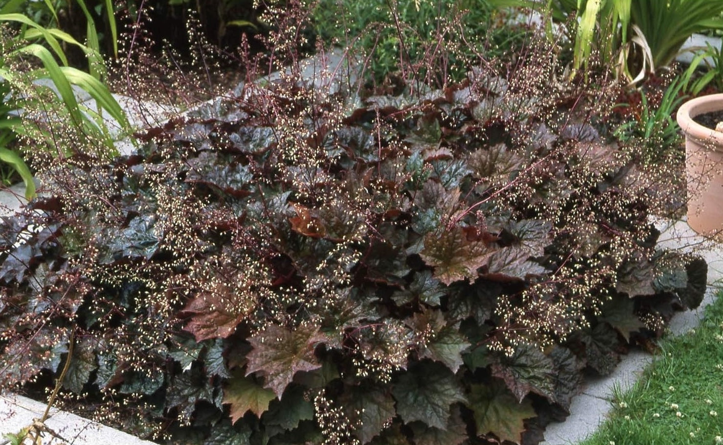 Heuchera americana 'Palace Purple' / Rotblättriges Purpurglöckchen - Stauden Gaenge