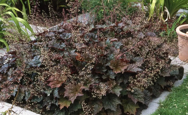 Heuchera americana 'Palace Purple' / Rotblättriges Purpurglöckchen