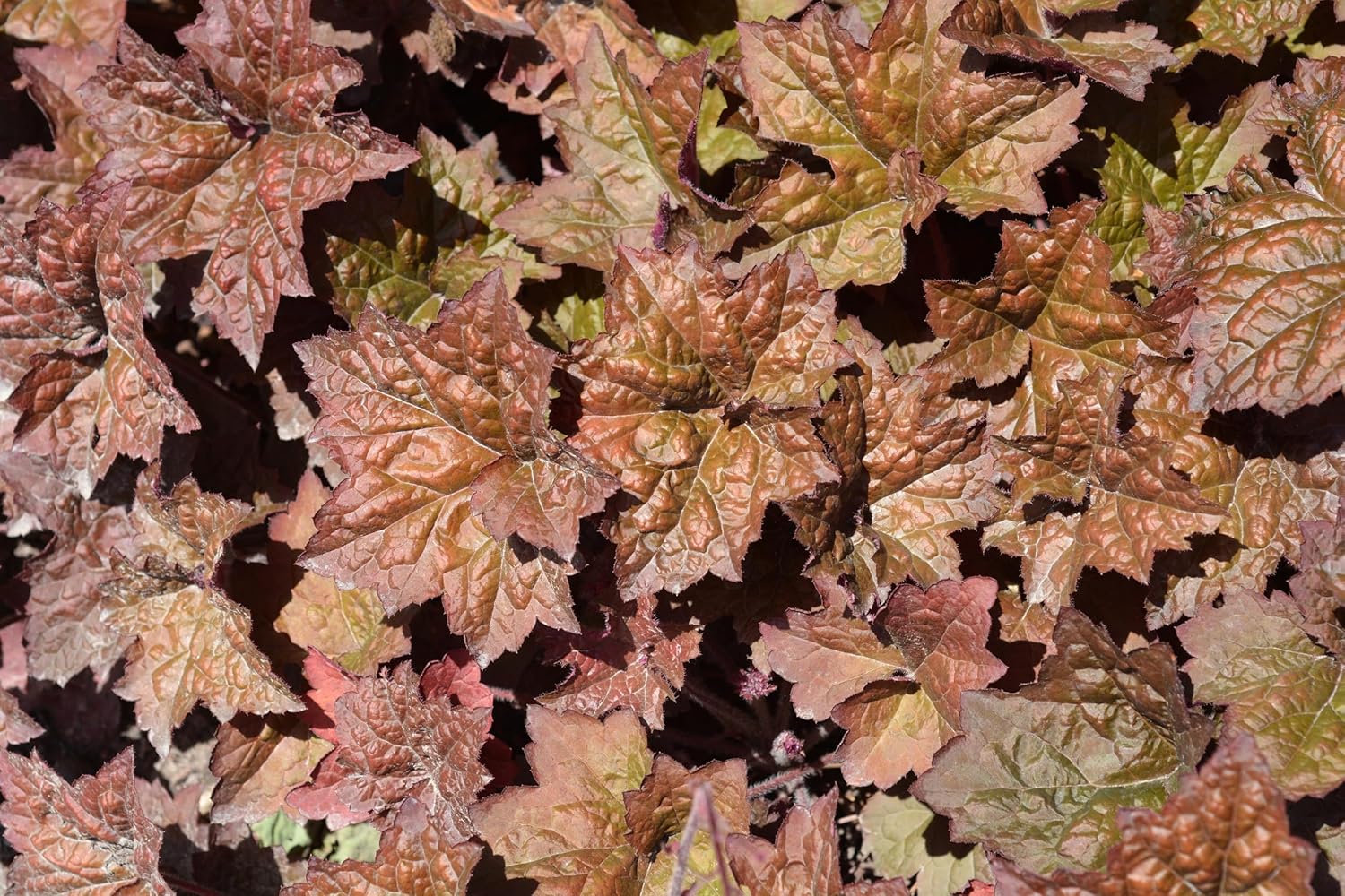 Heuchera americana 'Palace Purple' / Rotblättriges Purpurglöckchen - Stauden Gaenge