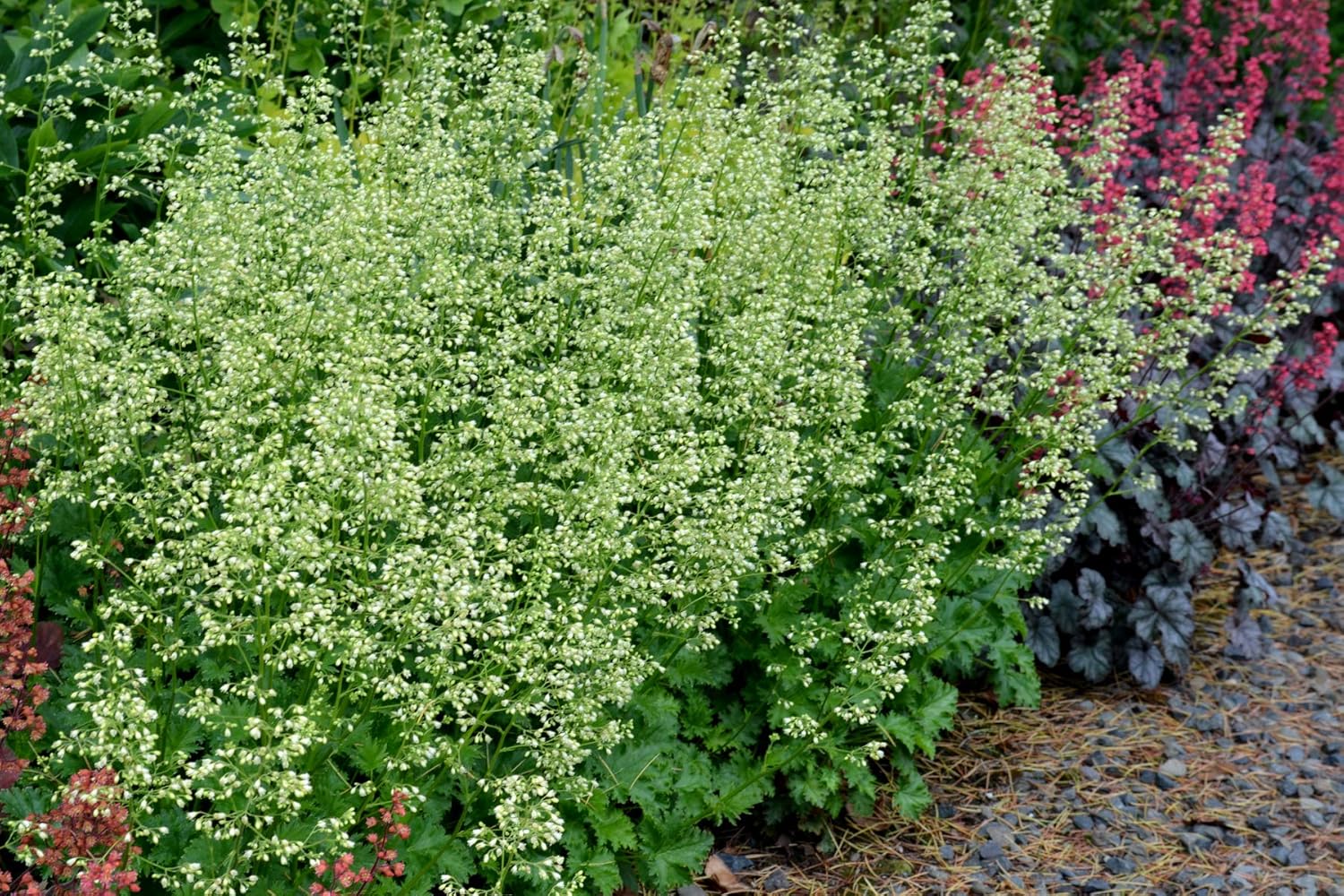 Heuchera Hybride 'Apple Crisp' / Purpurglöckchen - Stauden Gaenge