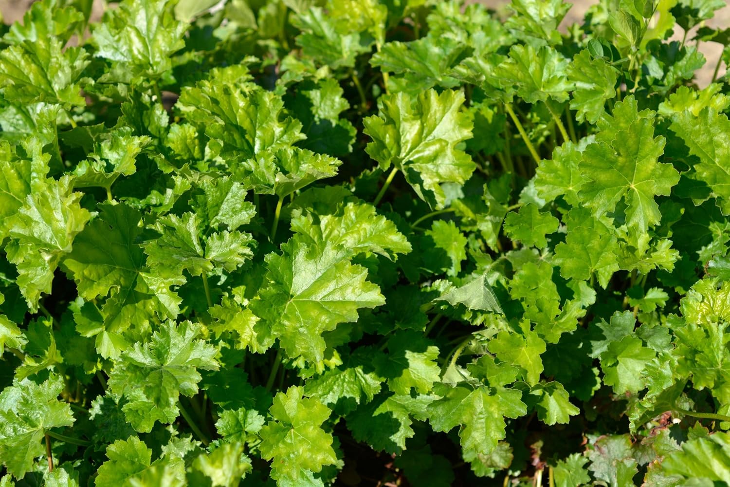 Heuchera Hybride 'Apple Crisp' / Purpurglöckchen - Stauden Gaenge