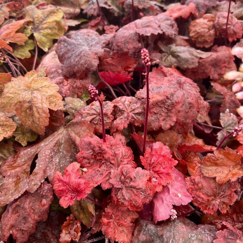 Heuchera Hybride 'Autumn Leaves' / Rotes Purpurglöckchen - Stauden Gaenge