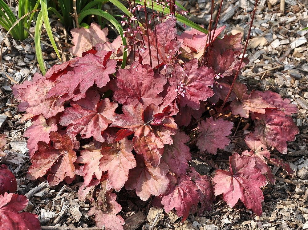 Heuchera Hybride 'Autumn Leaves' / Rotes Purpurglöckchen - Stauden Gaenge