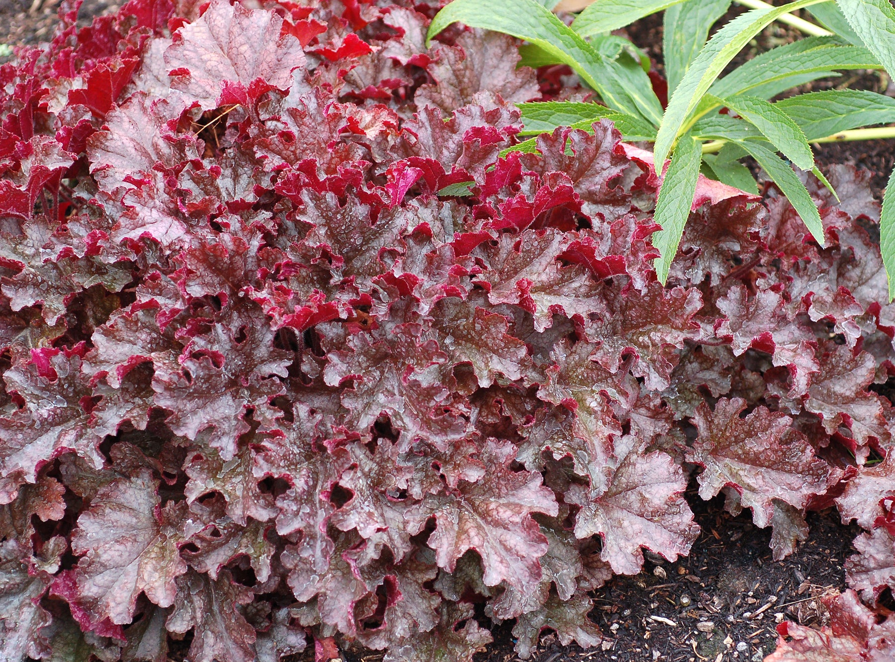 Heuchera Hybride 'Berry Marmalade' / Purpurglöckchen - Stauden Gaenge