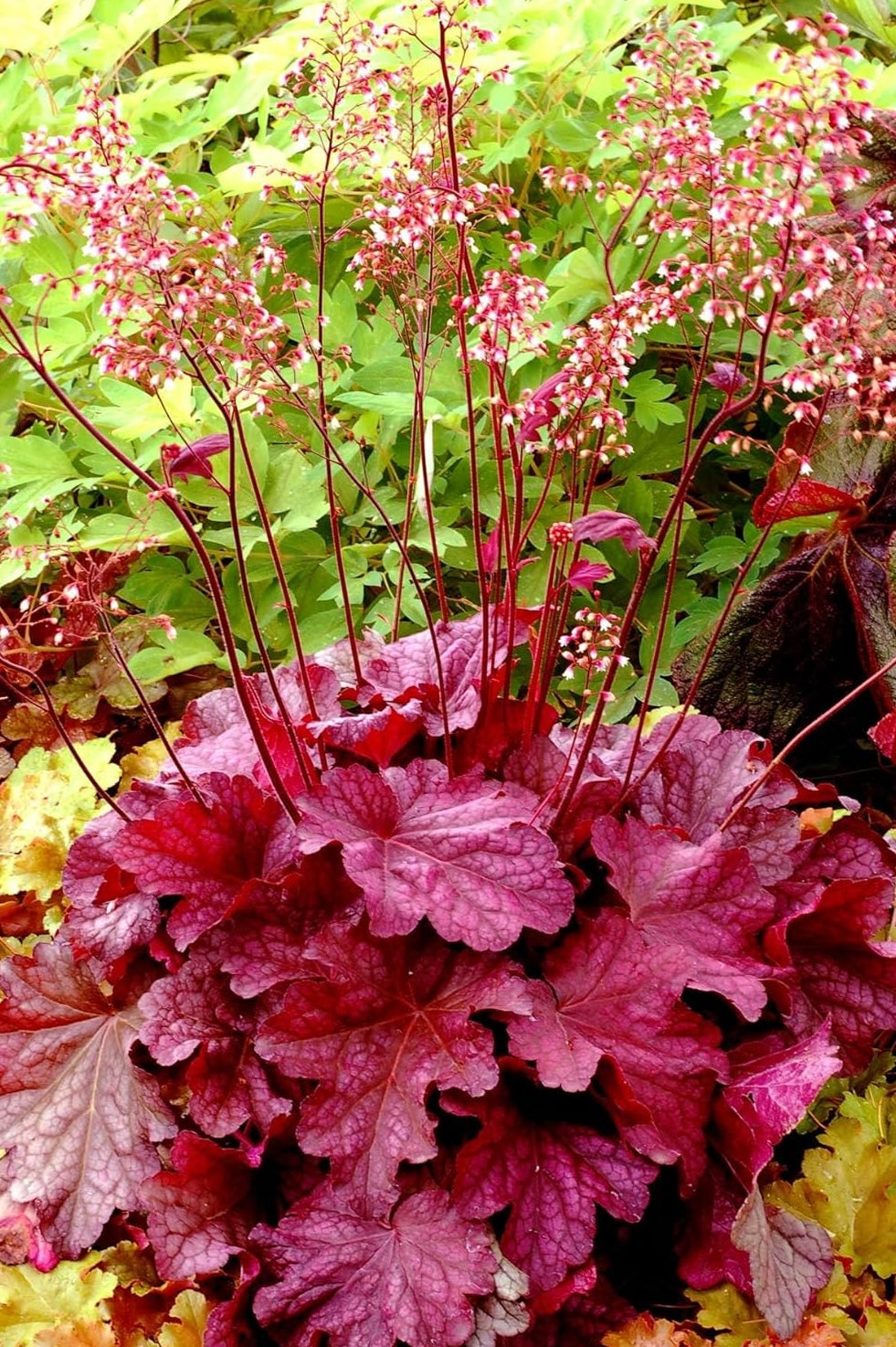 Heuchera Hybride 'Berry Smoothie' / Purpurglöckchen - Stauden Gaenge