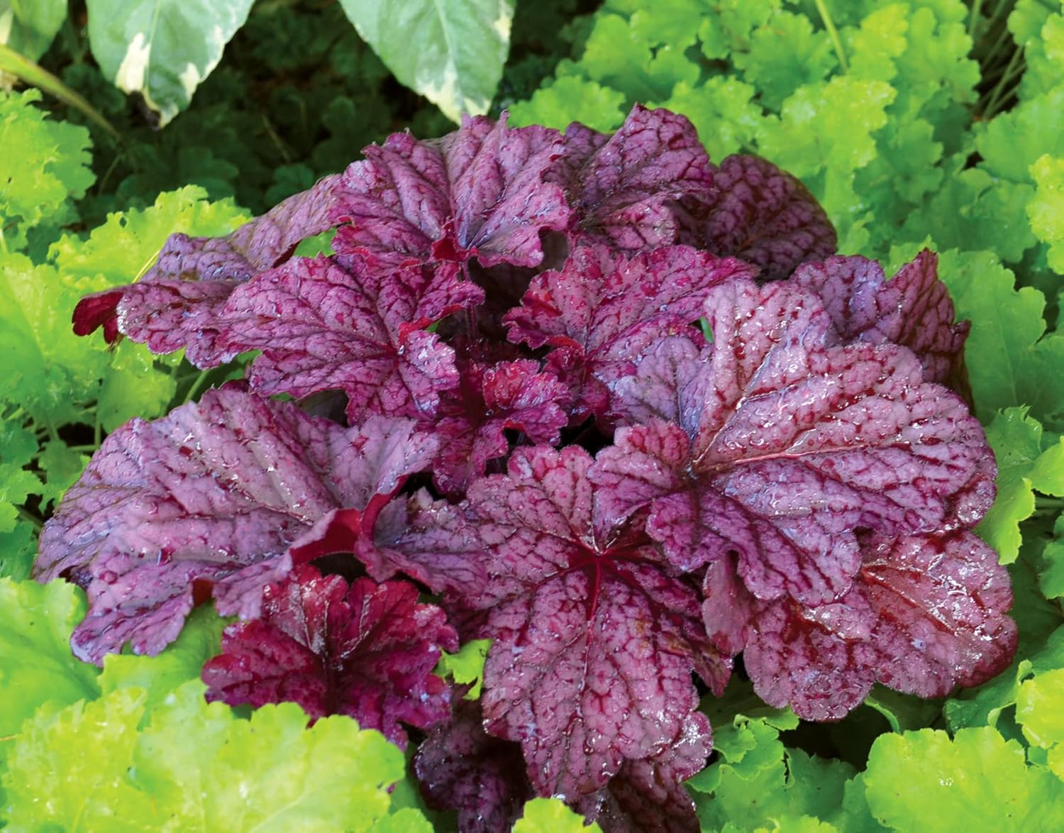 Heuchera Hybride 'Berry Smoothie' / Purpurglöckchen - Stauden Gaenge
