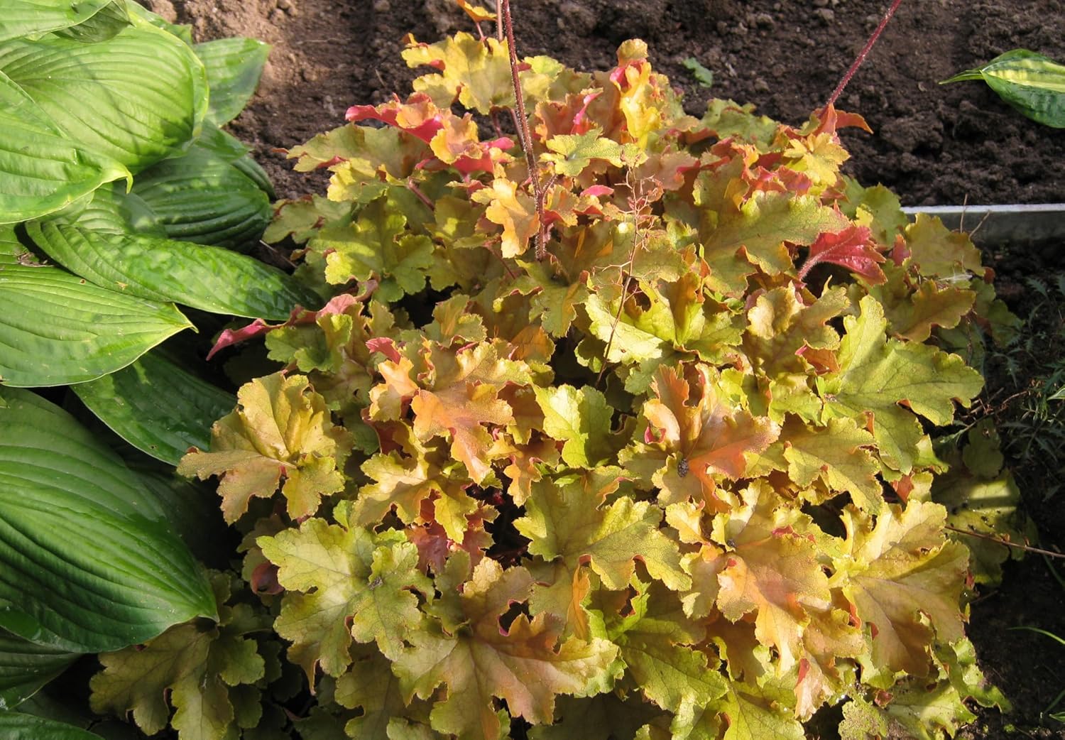 Heuchera Hybride 'Caramel' / Purpurglöckchen - Stauden Gaenge