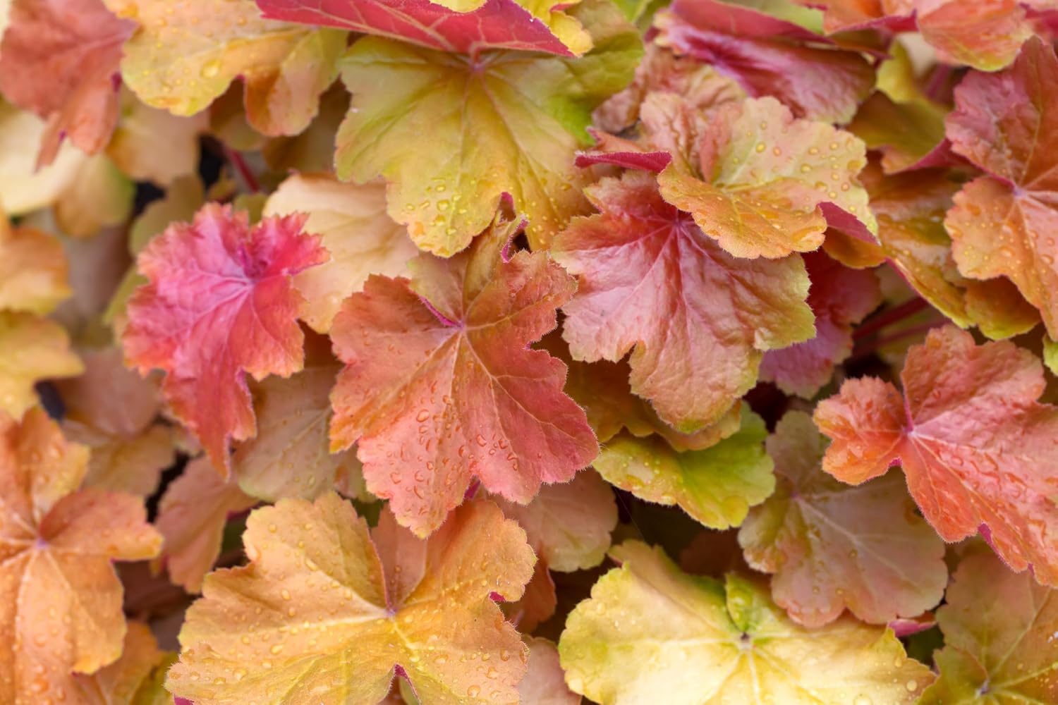 Heuchera Hybride 'Caramel' / Purpurglöckchen - Stauden Gaenge