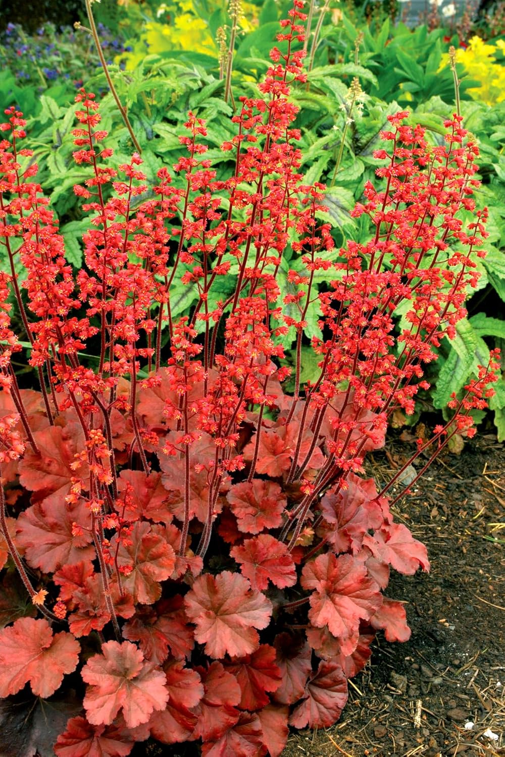 Heuchera Hybride 'Cherry Cola' / Rotes Purpurglöckchen - Stauden Gaenge