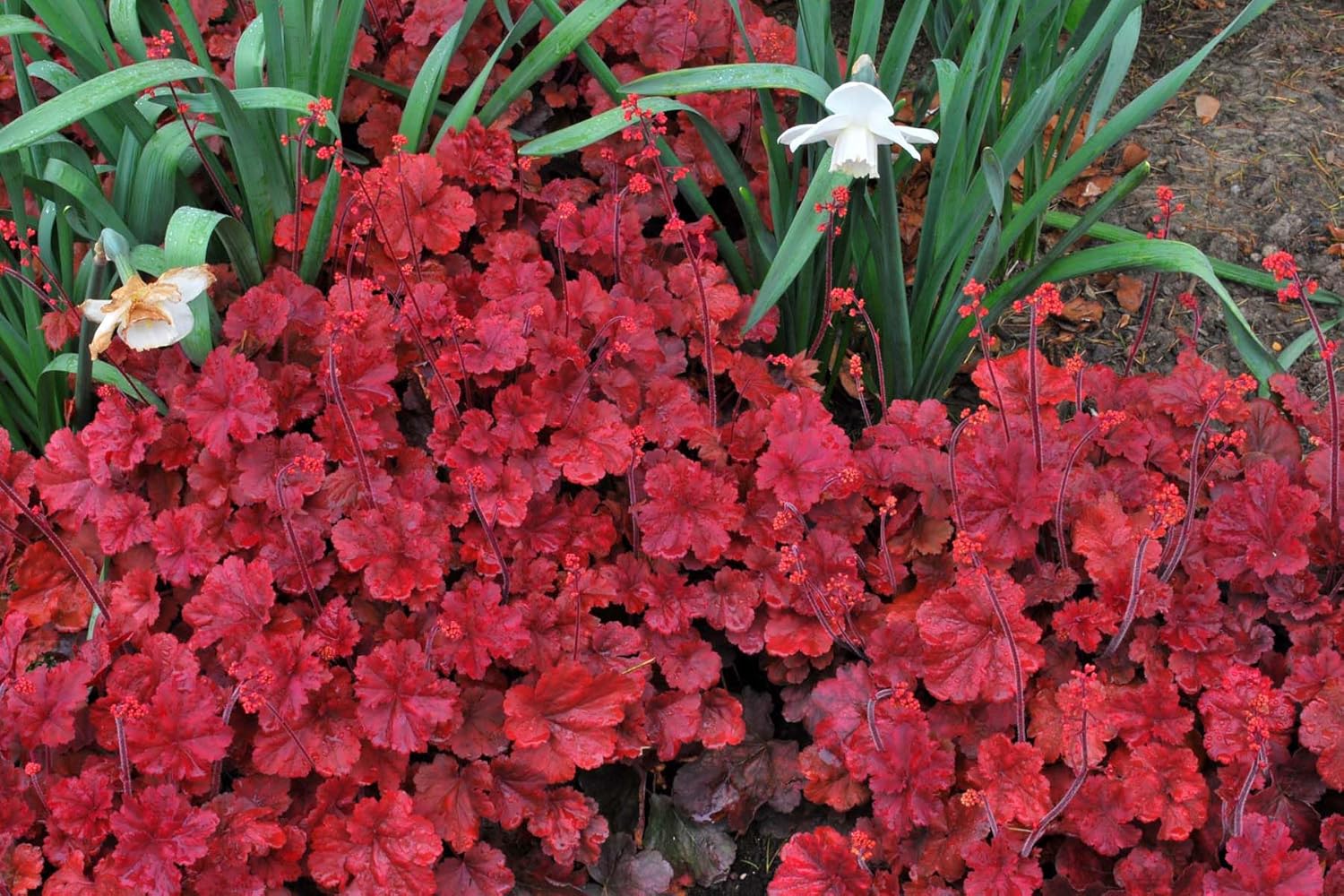 Heuchera Hybride 'Cherry Cola' / Rotes Purpurglöckchen - Stauden Gaenge