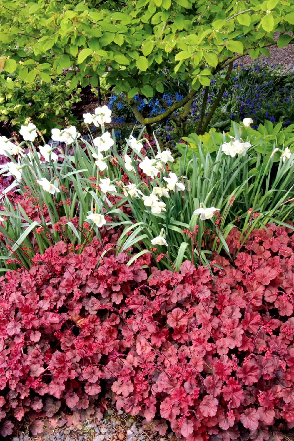 Heuchera Hybride 'Cherry Cola' / Rotes Purpurglöckchen - Stauden Gaenge