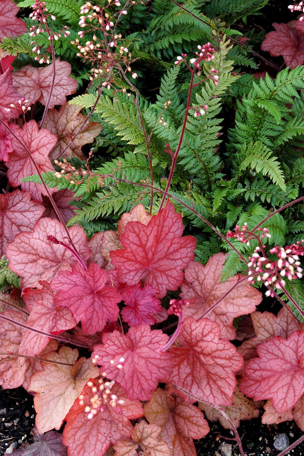Heuchera Hybride 'Georgia Peach' / Purpurglöckchen - Stauden Gaenge