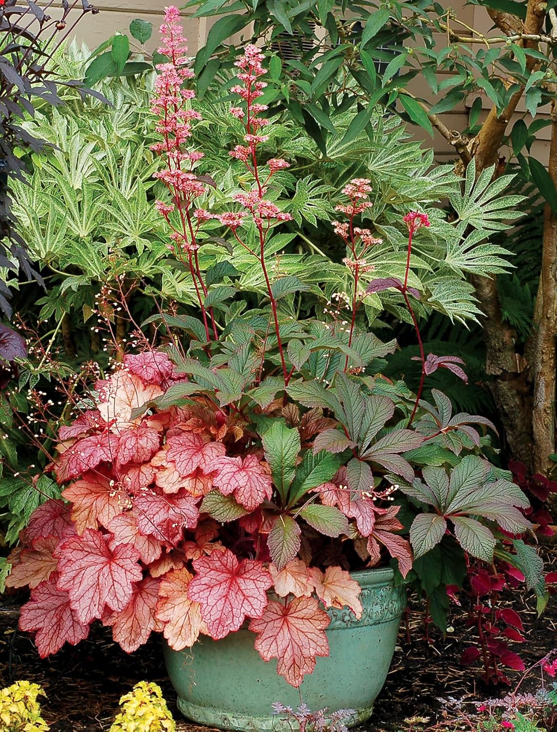 Heuchera Hybride 'Georgia Peach' / Purpurglöckchen - Stauden Gaenge