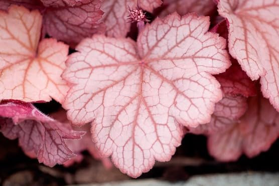 Heuchera Hybride 'Georgia Peach' / Purpurglöckchen - Stauden Gaenge