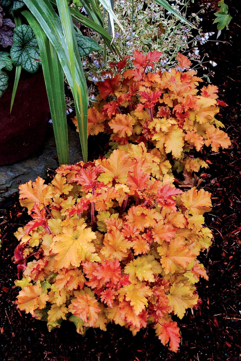Heuchera Hybride 'Marmalade' / Purpurglöckchen - Stauden Gaenge