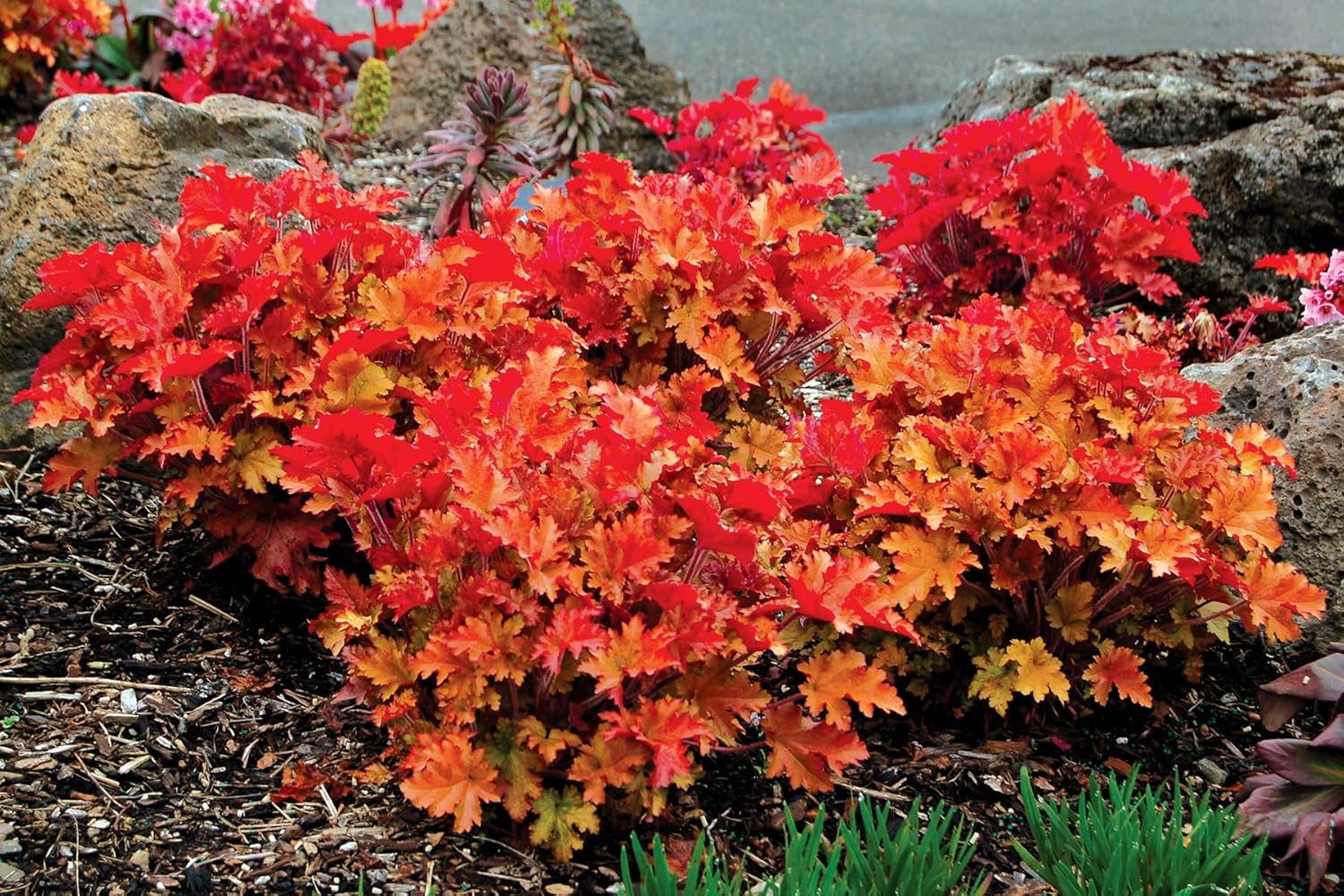 Heuchera Hybride 'Marmalade' / Purpurglöckchen - Stauden Gaenge