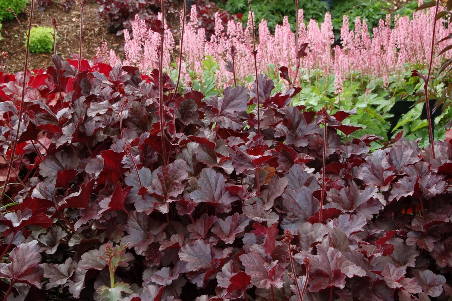 Heuchera Hybride ‚Obsidian' / Purpurglöckchen - Stauden Gaenge