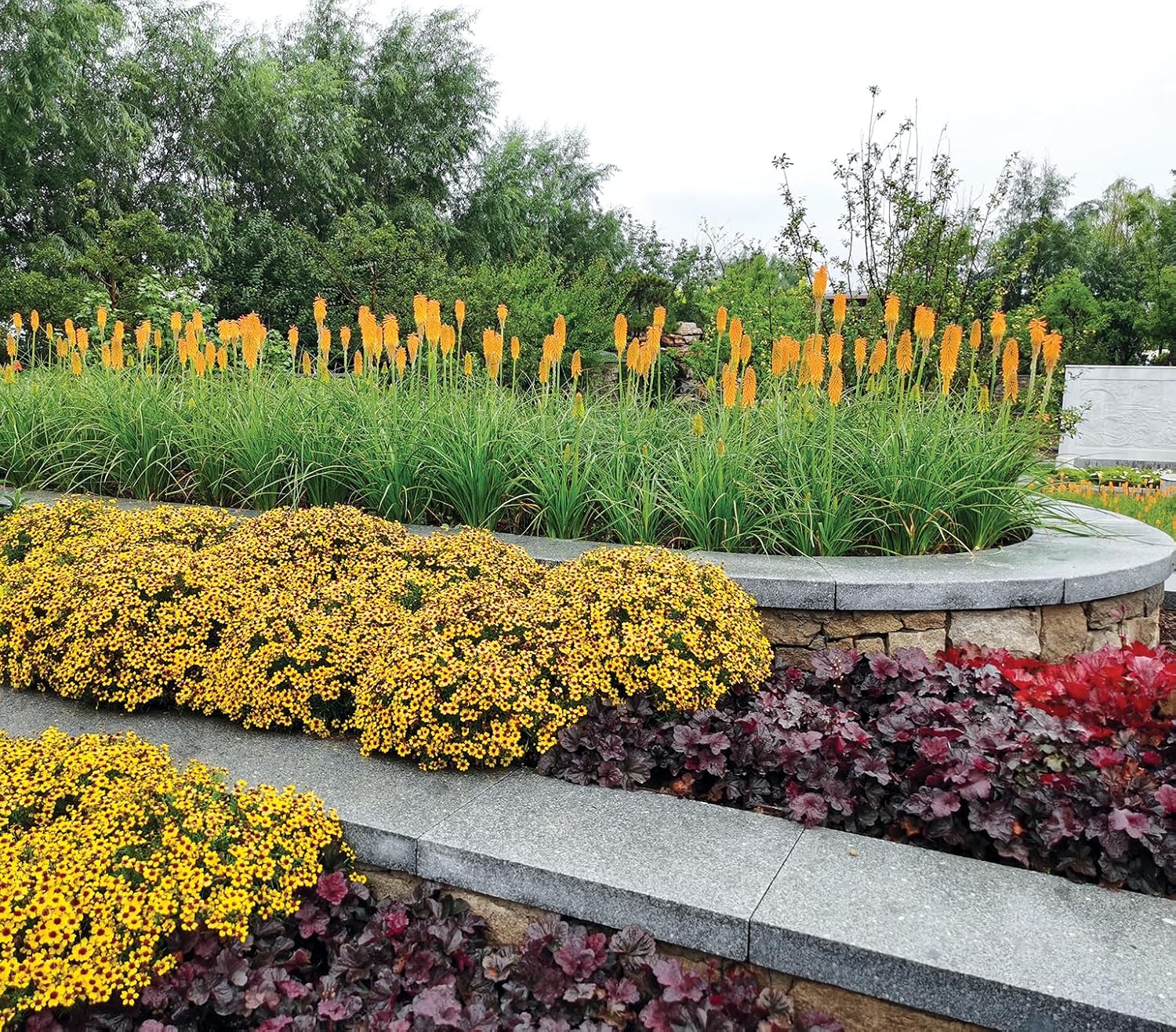 Heuchera Hybride ‚Obsidian' / Purpurglöckchen - Stauden Gaenge