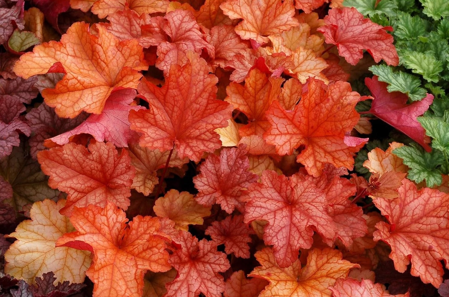 Heuchera Hybride 'Paprika' / Purpurglöckchen - Stauden Gaenge