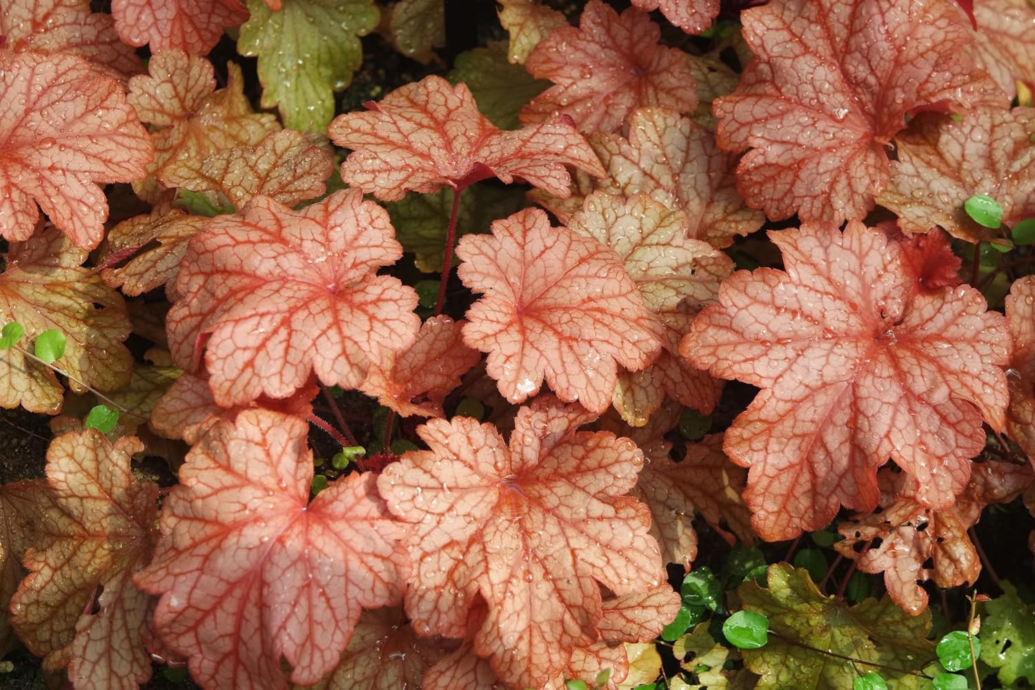 Heuchera Hybride 'Paprika' / Purpurglöckchen - Stauden Gaenge
