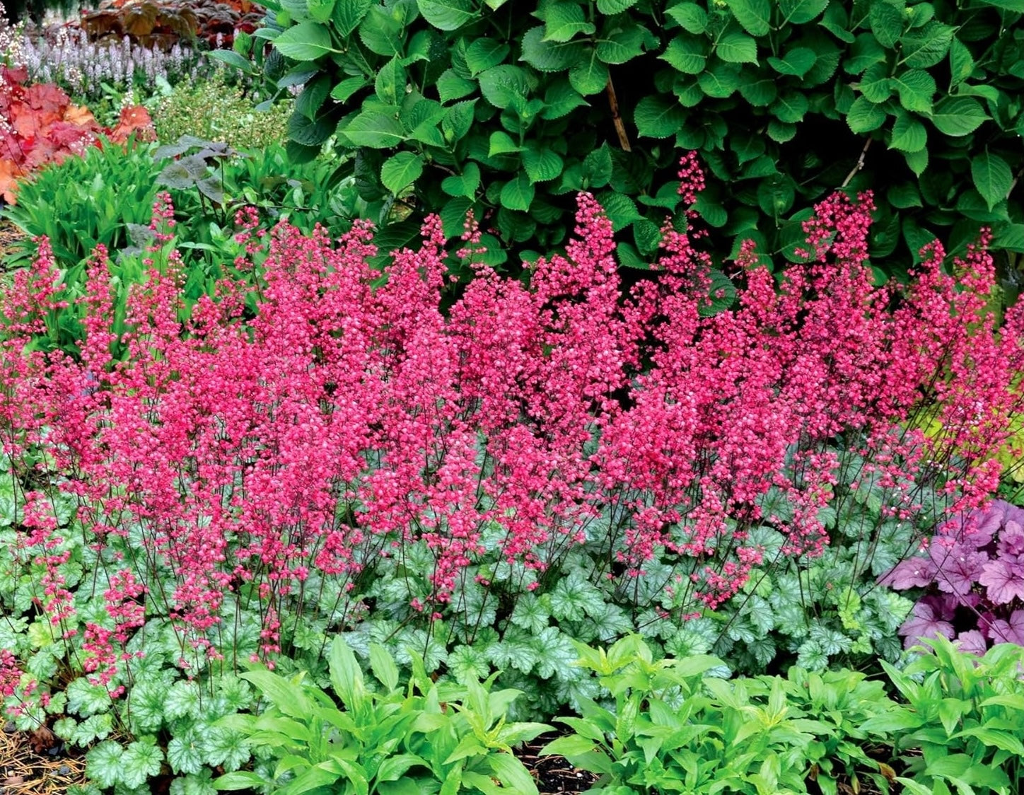Heuchera Hybride 'Paris' / Purpurglöckchen - Stauden Gaenge
