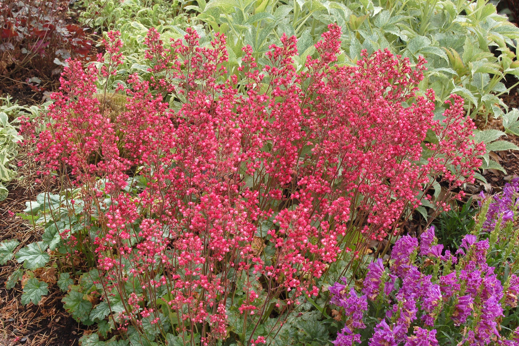 Heuchera Hybride 'Paris' / Purpurglöckchen - Stauden Gaenge