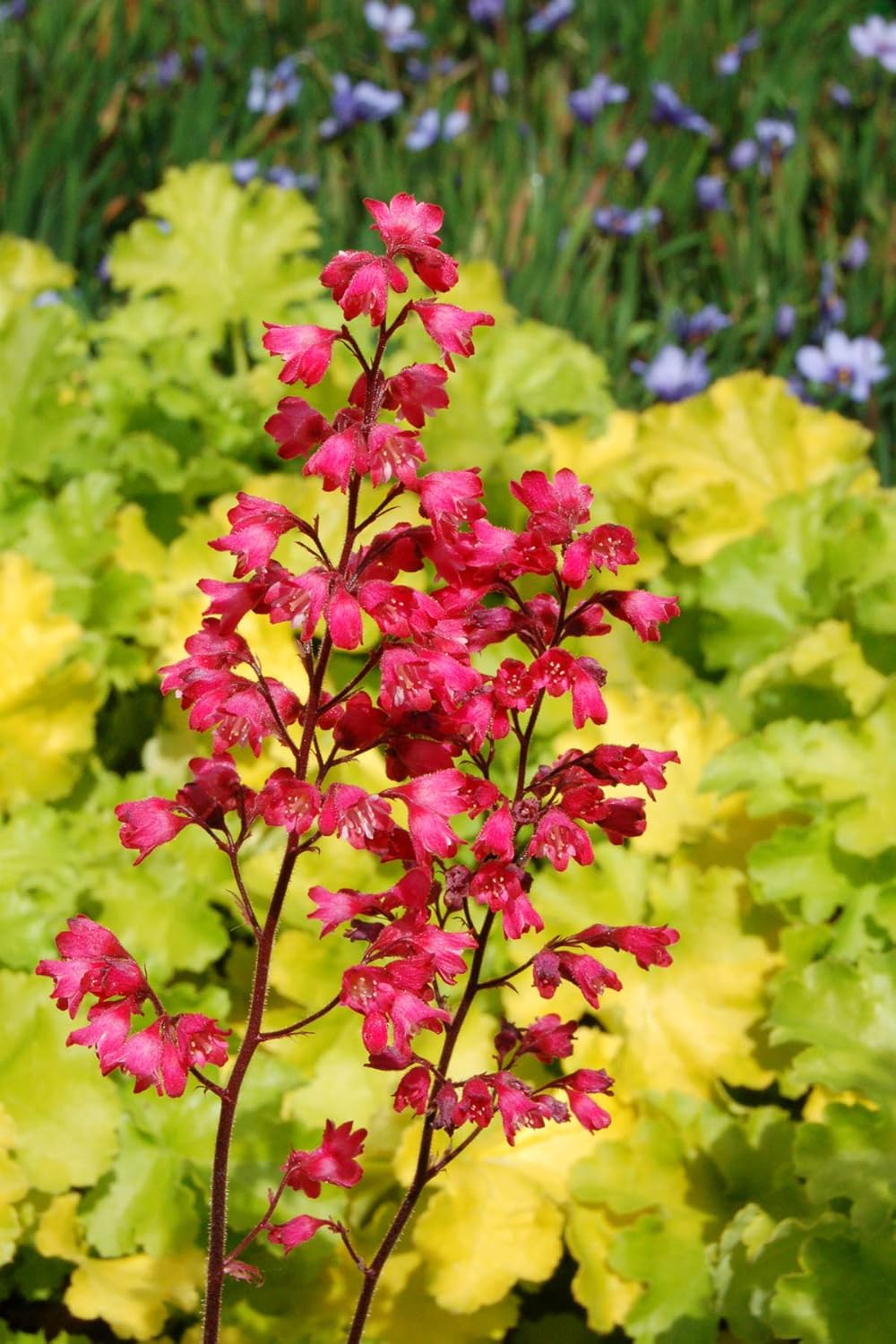 Heuchera Hybride 'Paris' / Purpurglöckchen - Stauden Gaenge