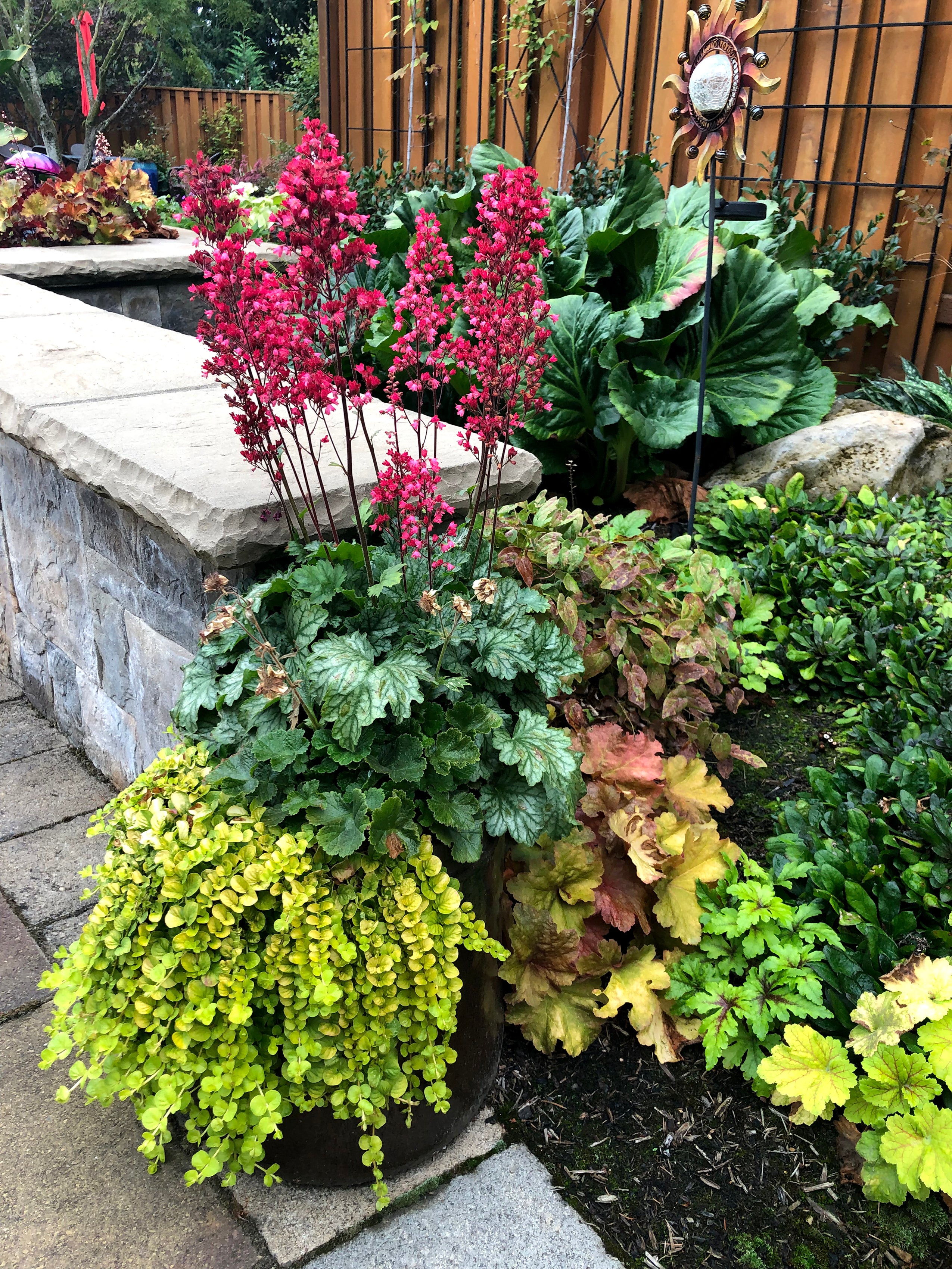 Heuchera Hybride 'Paris' / Purpurglöckchen - Stauden Gaenge