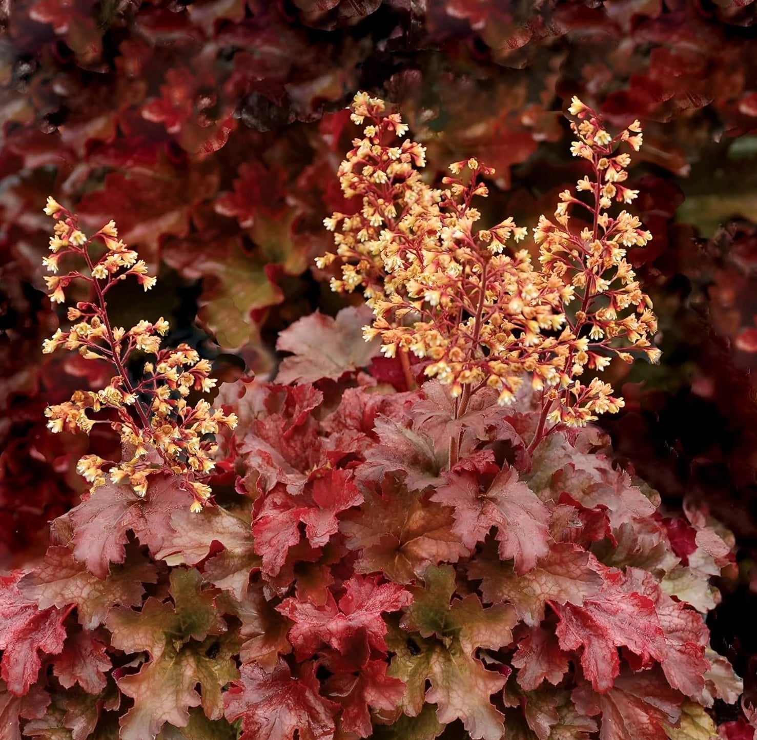 Heuchera Hybride 'Root Beer' / Purpurglöckchen - Stauden Gaenge