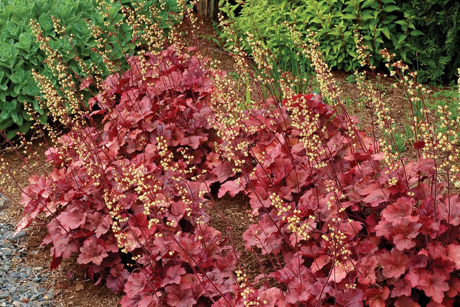 Heuchera Hybride 'Root Beer' / Purpurglöckchen - Stauden Gaenge