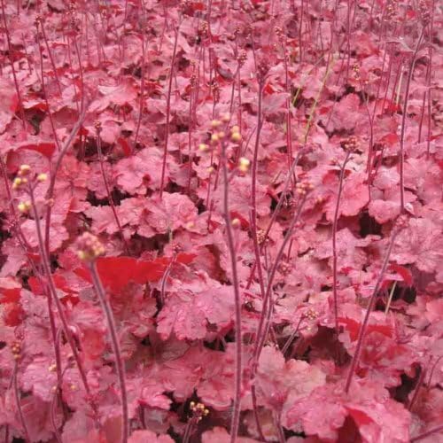 Heuchera Hybride 'Root Beer' / Purpurglöckchen - Stauden Gaenge
