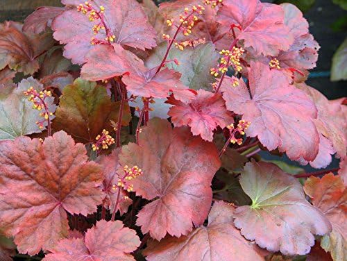 Heuchera Hybride 'Root Beer' / Purpurglöckchen - Stauden Gaenge
