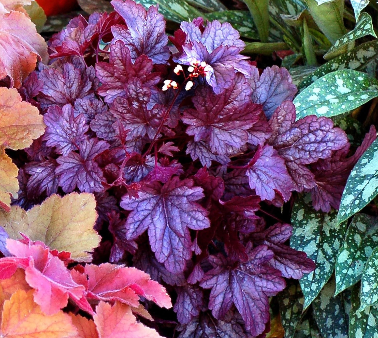 Heuchera Hybride 'Shanghai' / Lila Purpurglöckchen - Stauden Gaenge