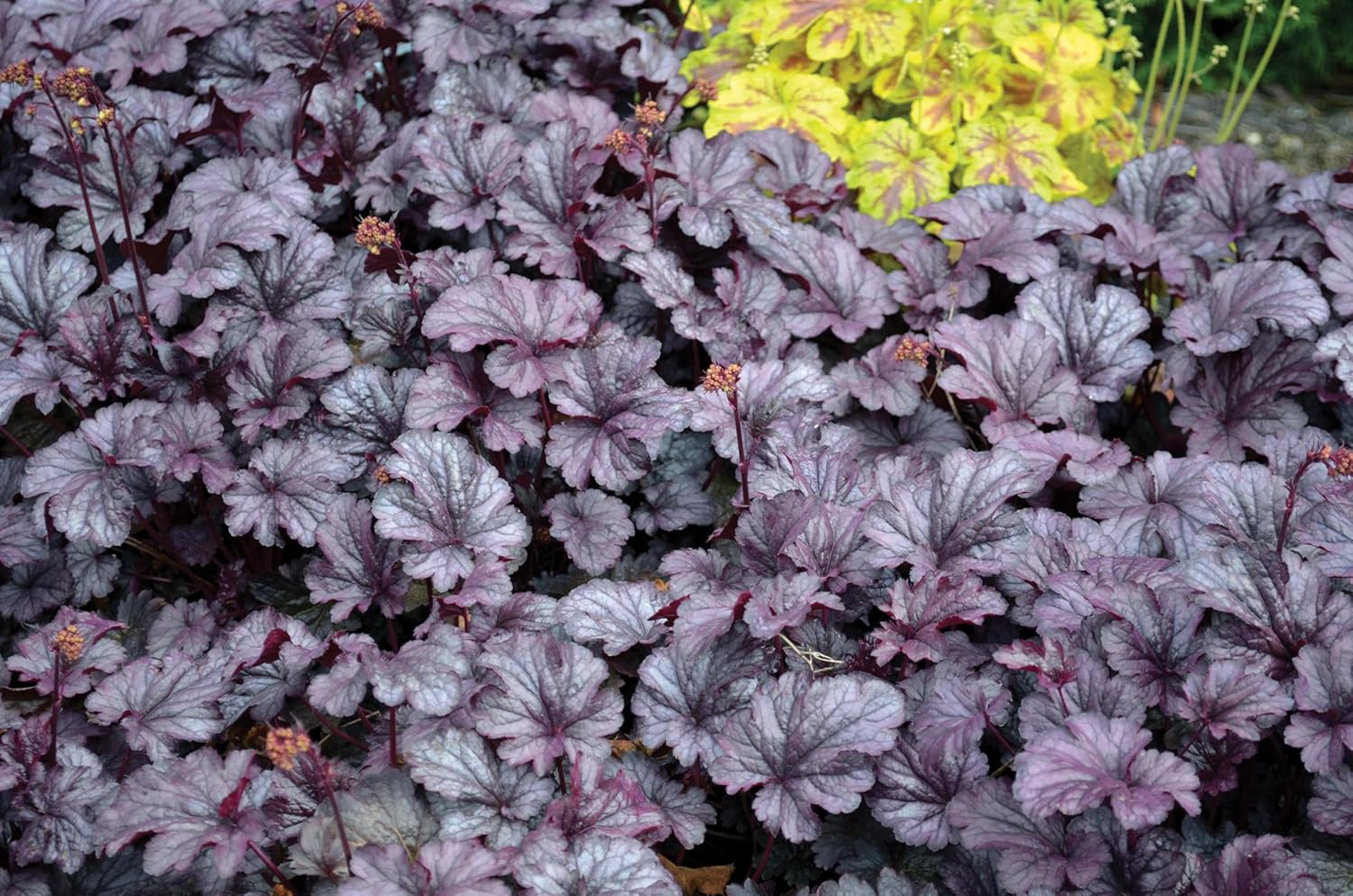 Heuchera Hybride 'Shanghai' / Lila Purpurglöckchen - Stauden Gaenge