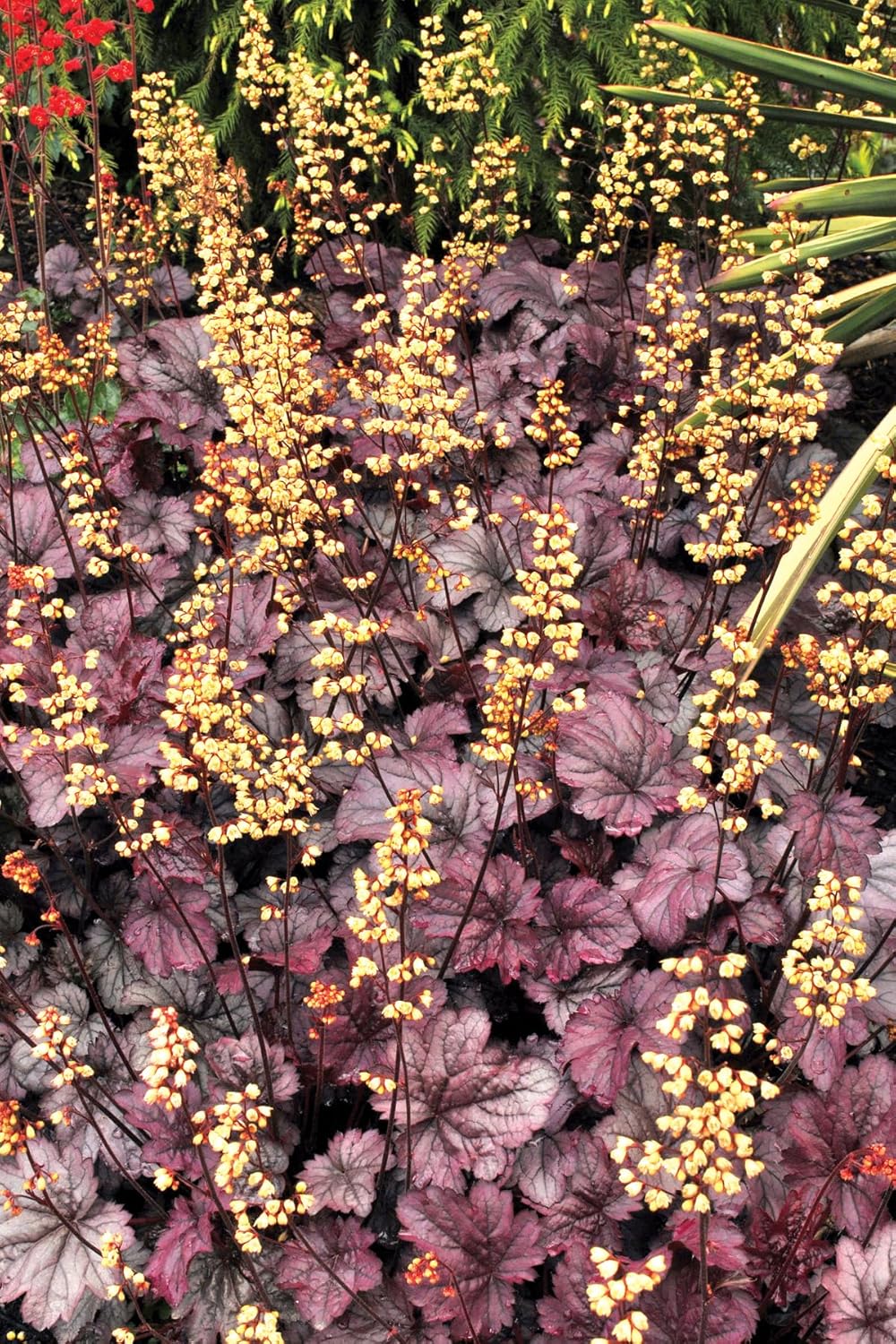 Heuchera Hybride 'Shanghai' / Lila Purpurglöckchen - Stauden Gaenge