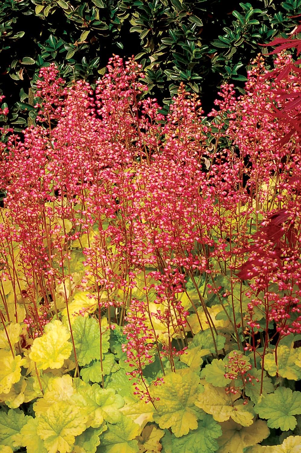 Heuchera Hybride 'Sweet Tart' / Purpurglöckchen - Stauden Gaenge