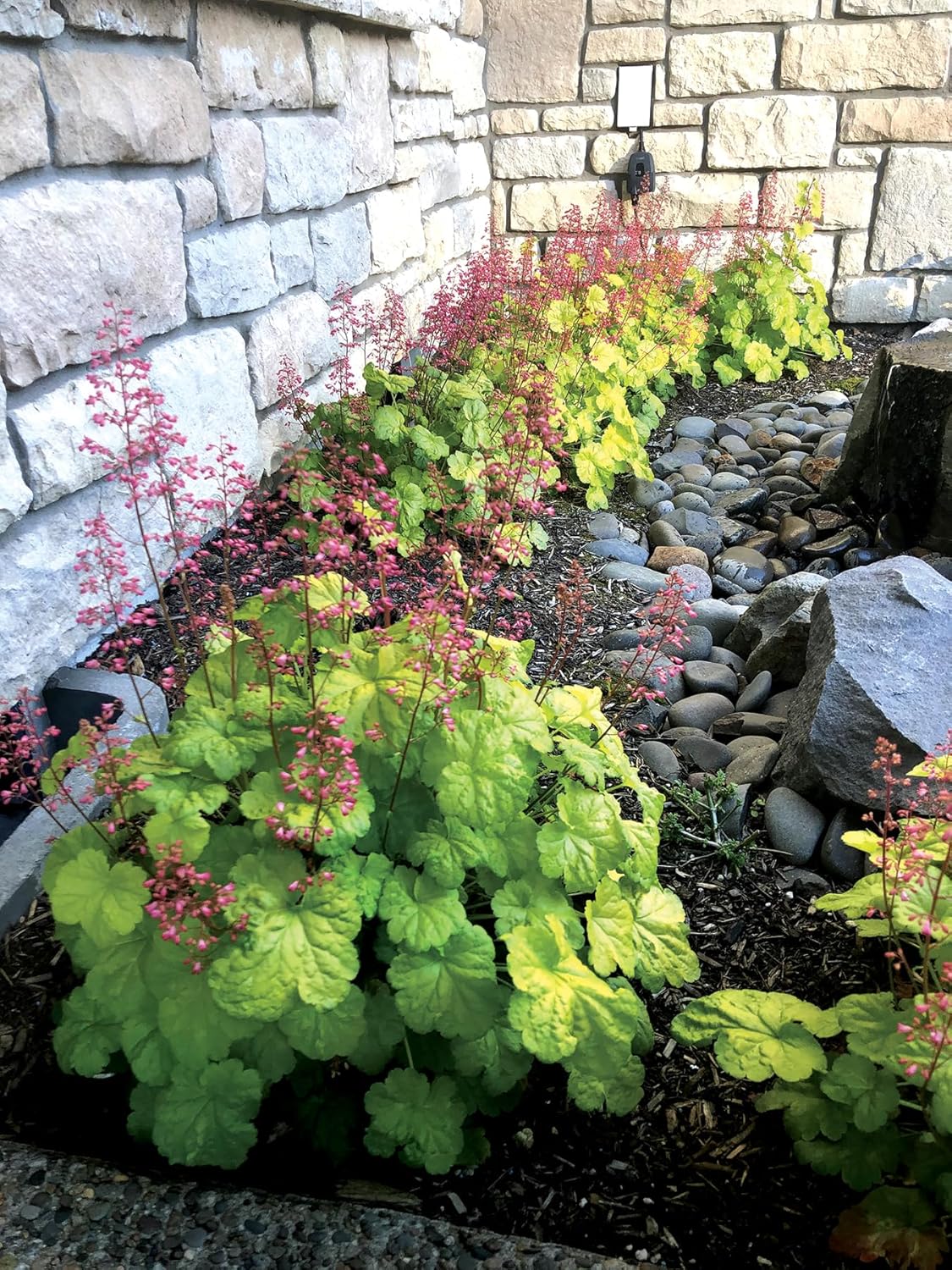 Heuchera Hybride 'Sweet Tart' / Purpurglöckchen - Stauden Gaenge
