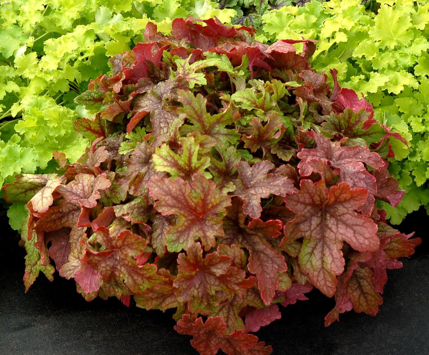 Heucherella Hybride 'Alabama Sunrise' / Purpurglöckchen - Stauden Gaenge